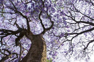 Jacaranda ağaç gövdesi küçük çiçekler ve gökyüzü ile