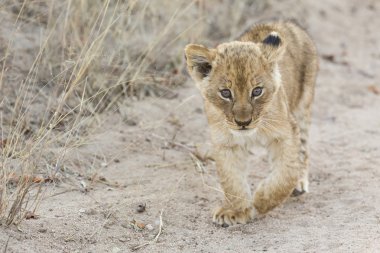 Küçük aslan yavrusu çim ile toprak yol boyunca yürüyüş