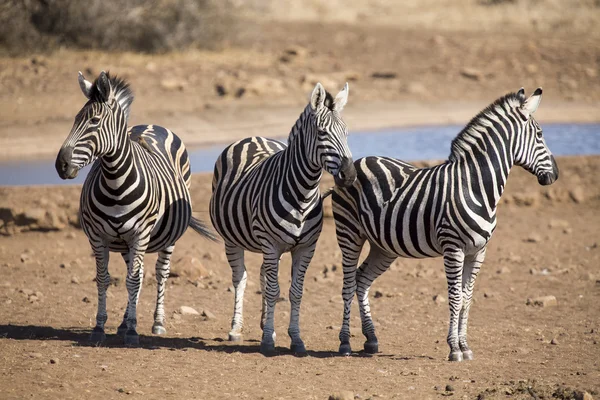 Zebra herd in a colour photo standing at waterhole — Stock Photo, Image