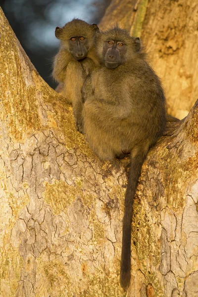 Baboons sit in a tree in the early morning sun — Stock Photo, Image