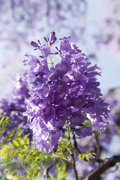 Jacaranda trädstam med små blommor och sky — Stockfoto