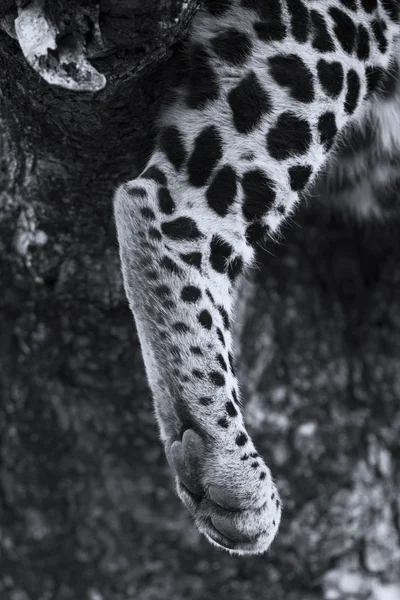 Gros plan d'une patte de léopard conversion artistique — Photo