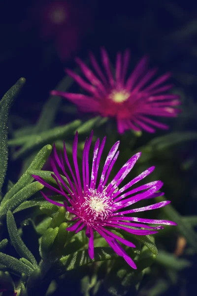 小紫砂花盆具有绿色背景的宏 — 图库照片