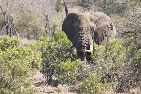 Big elephant approaching a road with tusks — Stock Photo, Image