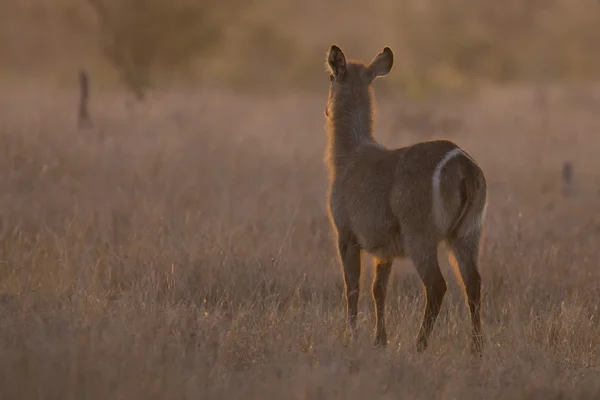 Vaca Waterbuck ao pôr-do-sol com sol por trás — Fotografia de Stock