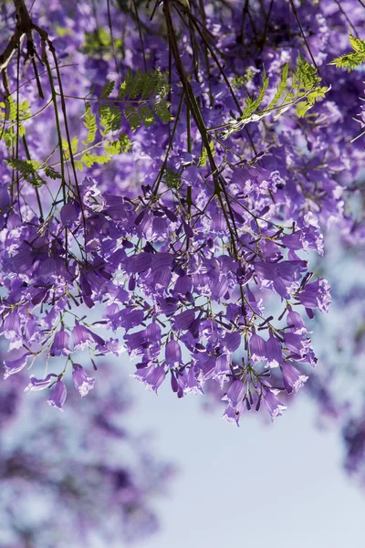 Tronco de árbol Jacaranda con pequeñas flores y cielo — Foto de Stock