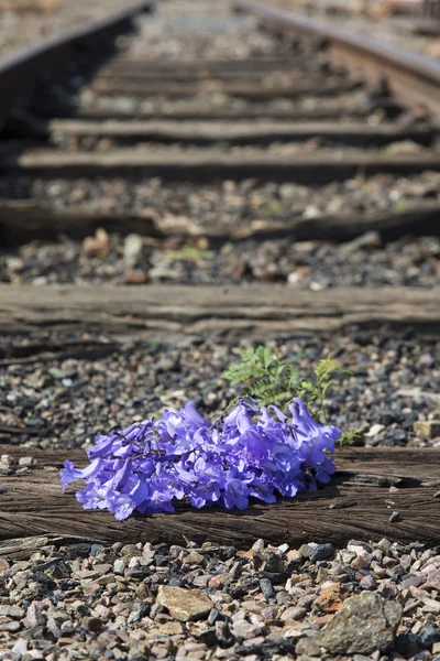 Old used railway tracks in and small flower in colour — Stock Photo, Image