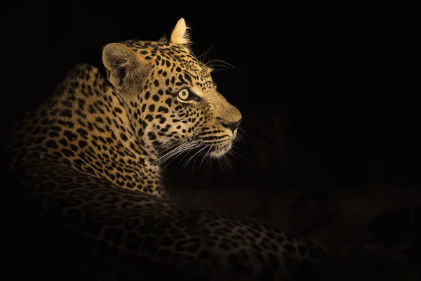 Leopard lay down in the darkness to rest — Stock Photo, Image