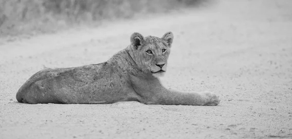 Jeune lion couché sur terre lire conversion artistique — Photo