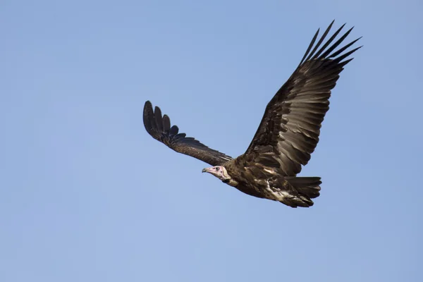 Hooded vulture soar in blue sky looking for food — Stock Photo, Image