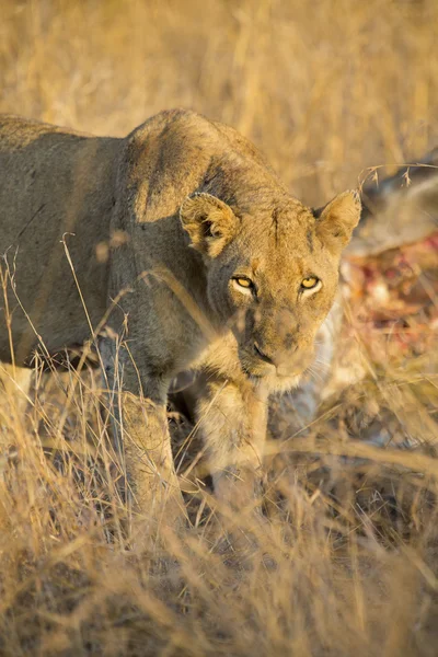 Lionne avec girafe fraîchement tuée pour le petit déjeuner — Photo