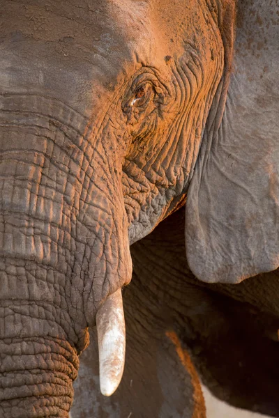 Tête d'éléphant taureau avec de petites dents — Photo