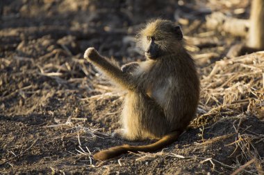 Babun aile oyun ve doğada eğleniyor
