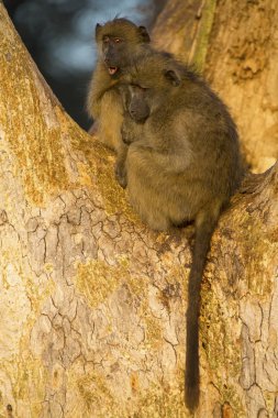 Babunlar erken sabah güneşi bir ağaçta oturup