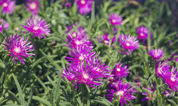 Макро маленького фиолетового цветка на зеленом фоне — стоковое фото