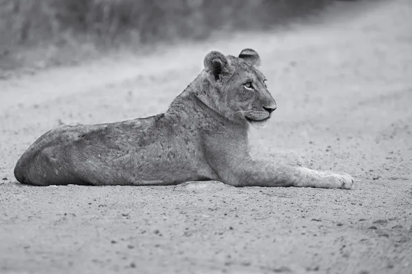 Junge Löwin lag auf Dreck und las künstlerische Bekehrung — Stockfoto