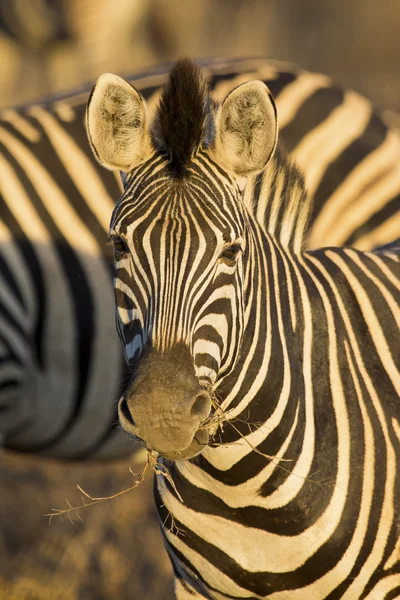 Retrato de zebra em uma foto colorida com close-up da cabeça — Fotografia de Stock