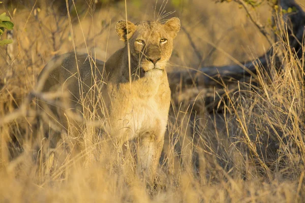 Lioness move in brown grass to kill