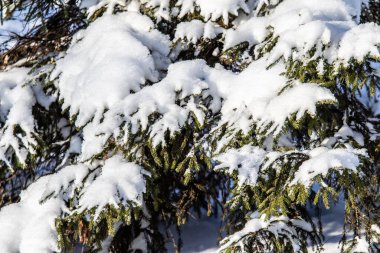 Karda yeşil ladin dalları, kış manzarası.