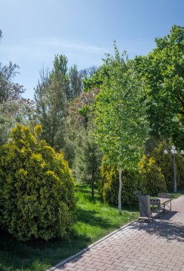 Parktaki ahşap bank, bahar doğası.