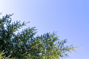 Mavi gökyüzüne karşı çam ağacı dalları. Boşluğu kopyala, metin için boşluk.