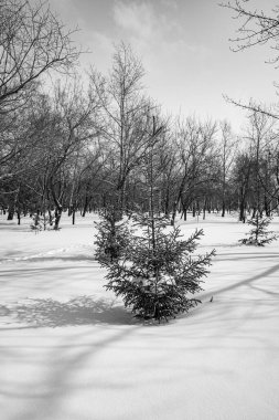 Kış ormanı manzarası, tek renkli fotoğraf.