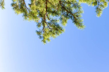 Mavi gökyüzüne karşı çam ağacı dalları. Boşluğu kopyala, metin için boşluk.