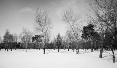 Kış ormanı manzarası, tek renkli fotoğraf.