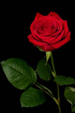 Siyah arkaplanda kırmızı gül çiçeği, yakın plan..