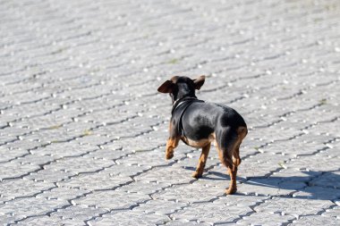 Bir şehir caddesinde, siyah Pinscher