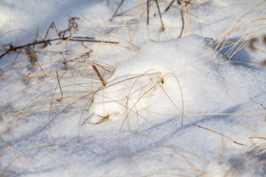 Kuru çimen kış karı arka planı bulanıklaştırdı. Kış manzarası.