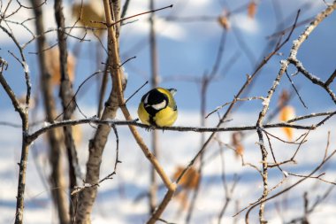 Great tit bird, winter snow. Park nature.