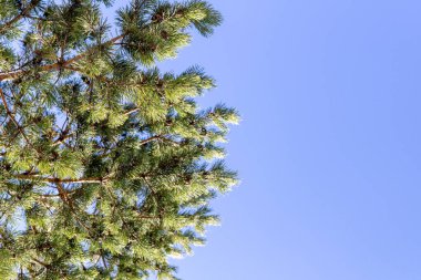 Mavi gökyüzüne karşı çam ağacı dalları. Boşluğu kopyala, metin için boşluk.