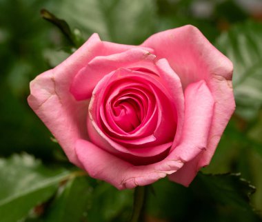 Tüm çerçeve için kırmızı gül çiçeği yakın plan.