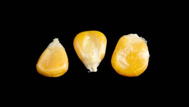 Siyah arkaplanda izole edilmiş sarı mısır tohumları.