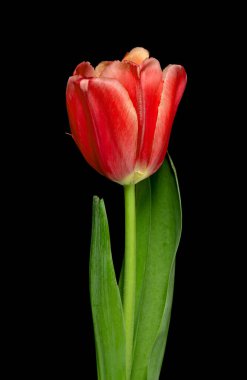 Siyah arkaplanda kırmızı lale çiçeği