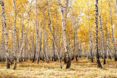 Bir huş ağacının sonbahar manzarası. Sonbaharda ağaçların sarı yaprakları, huş ağacının beyaz gövdeleri. Doğa.