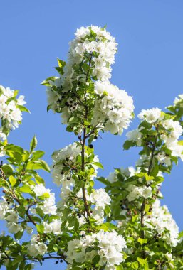 Elma ağacının beyaz çiçekler mavi gökyüzüne karşı ağacın yeşil yaprakları vardır.