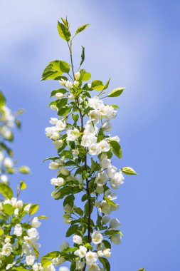 Elma ağacının beyaz çiçekler mavi gökyüzüne karşı ağacın yeşil yaprakları vardır.