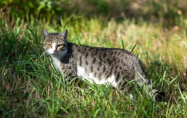 Parktaki gri kedi, yaz manzarası.