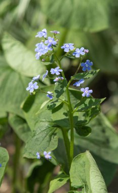 Alp unutma beni, mavi çiçekler, bahar doğası..