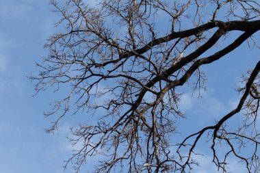 Ağaç dalları yapraklarda mavi gökyüzü arka plan olmadan