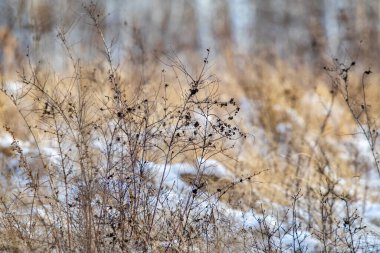 Kuru çimen kış karı arka planı bulanıklaştırdı. Kış manzarası.