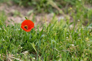 kırmızı gelincik çiçeği, yeşil çimen tabiat ilkbahar.
