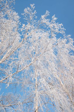 Ağaçların dalları, mavi gökyüzünün arka planında donla kaplıdır.