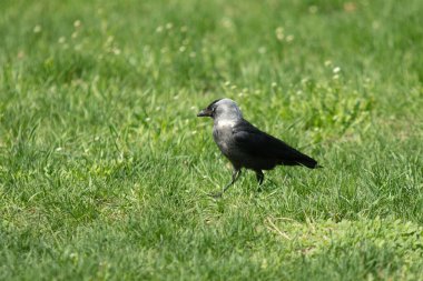 Siyah karga yeşil çimlerde yiyecek arıyor.
