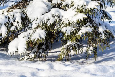 Karda yeşil ladin dalları, kış manzarası.
