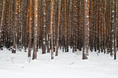 Kışın çam ormanı, doğa manzarası.