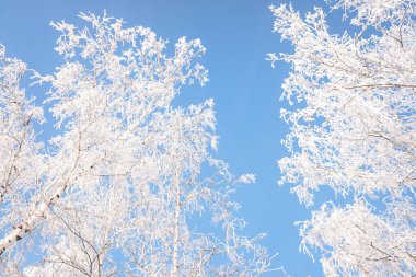 Ağaçların dalları, mavi gökyüzünün arka planında donla kaplıdır.