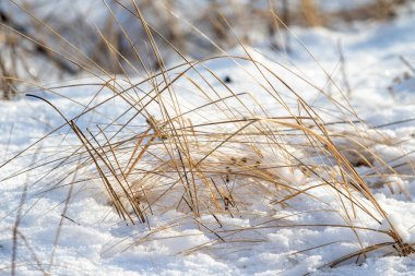 Kuru çimen kış karı arka planı bulanıklaştırdı. Kış manzarası.